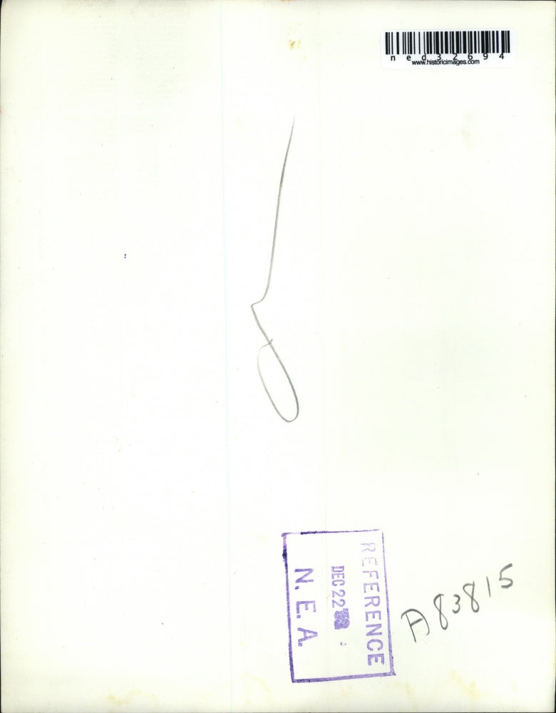 1952 Press Photo Decorating what must be smallest tree in Minneapolis or anywher