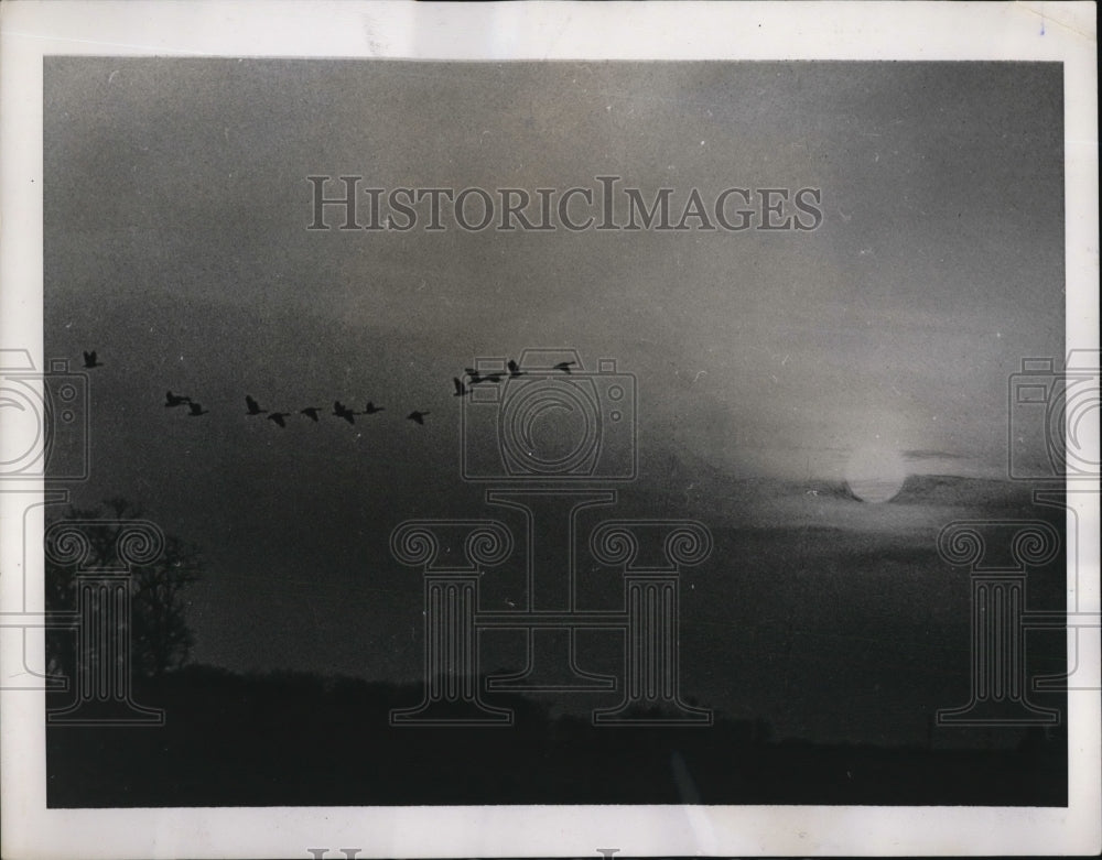 1939 Press Photo fall migrants the geese are winging past a sinking sun in a