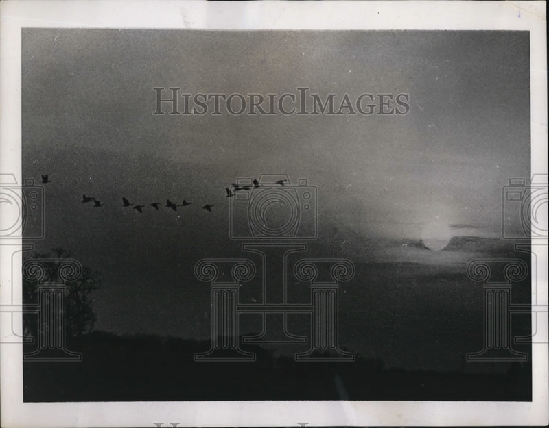 Load image into Gallery viewer, 1939 Press Photo fall migrants the geese are winging past a sinking sun in a
