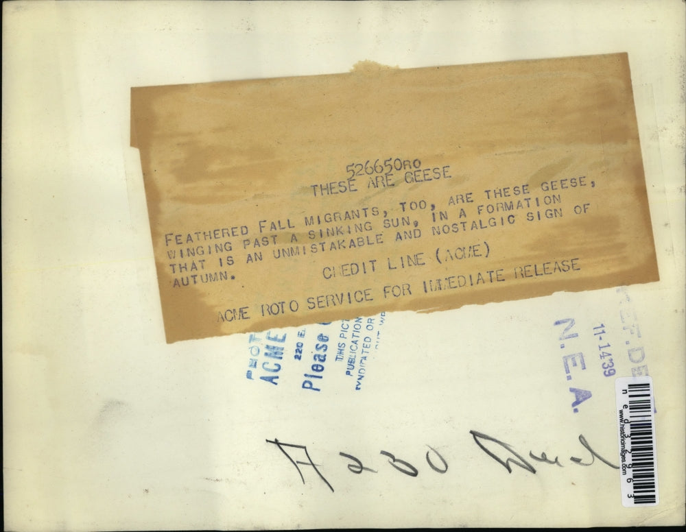 1939 Press Photo fall migrants the geese are winging past a sinking sun in a