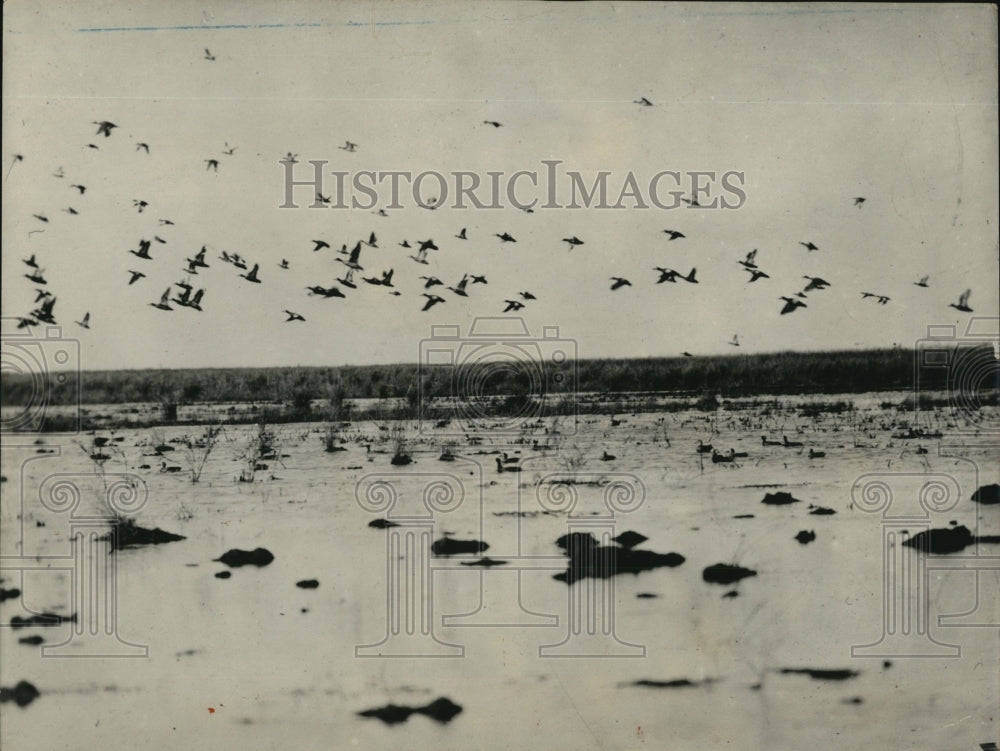 1937 Press Photo Flock Of Ducks Blue Winged Teal Thrill Hunters