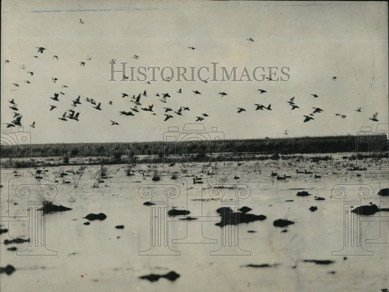 Load image into Gallery viewer, 1937 Press Photo Flock Of Ducks Blue Winged Teal Thrill Hunters
