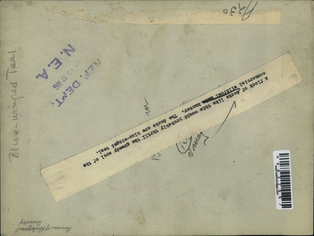 1937 Press Photo Flock Of Ducks Blue Winged Teal Thrill Hunters