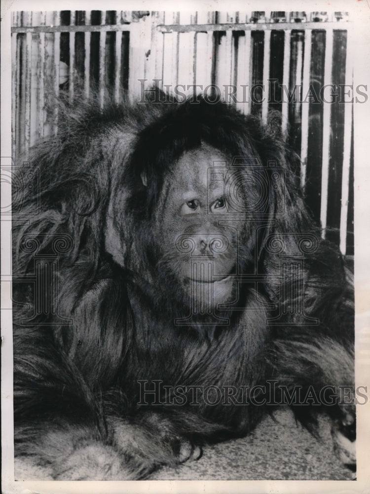 1957 Press Photo Kobus, the Orangutan, awakened after nap in Antwerp, Belgium