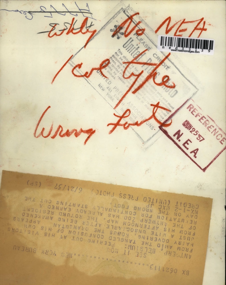 1957 Press Photo Kobus, the Orangutan, awakened after nap in Antwerp, Belgium