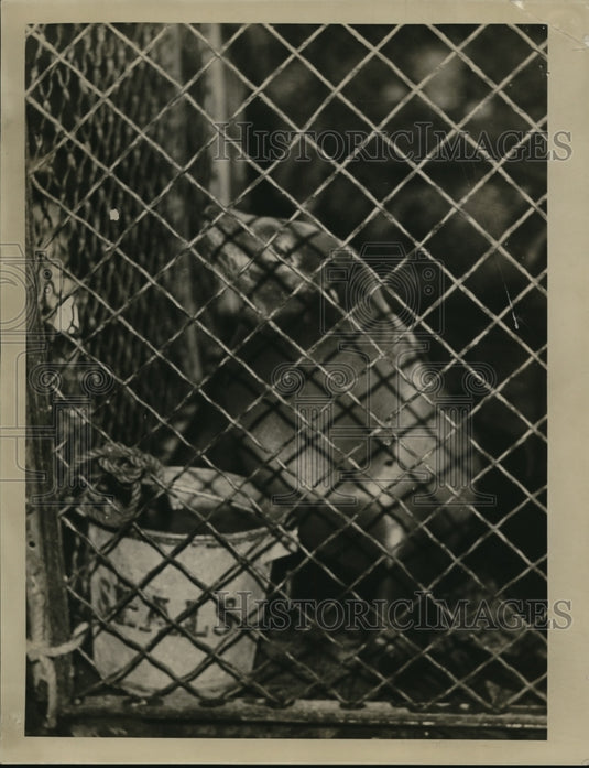 1933 Press Photo Seal in cage