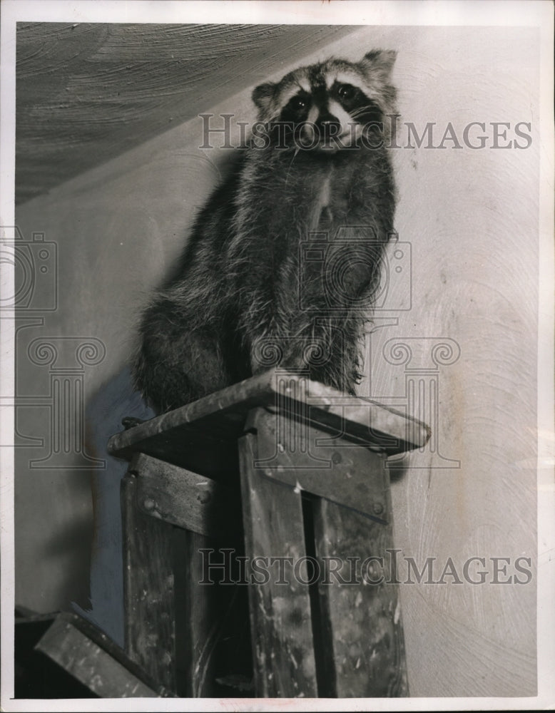 1955 Press Photo Treed on a stepladder this raccoon was found by Press camerama
