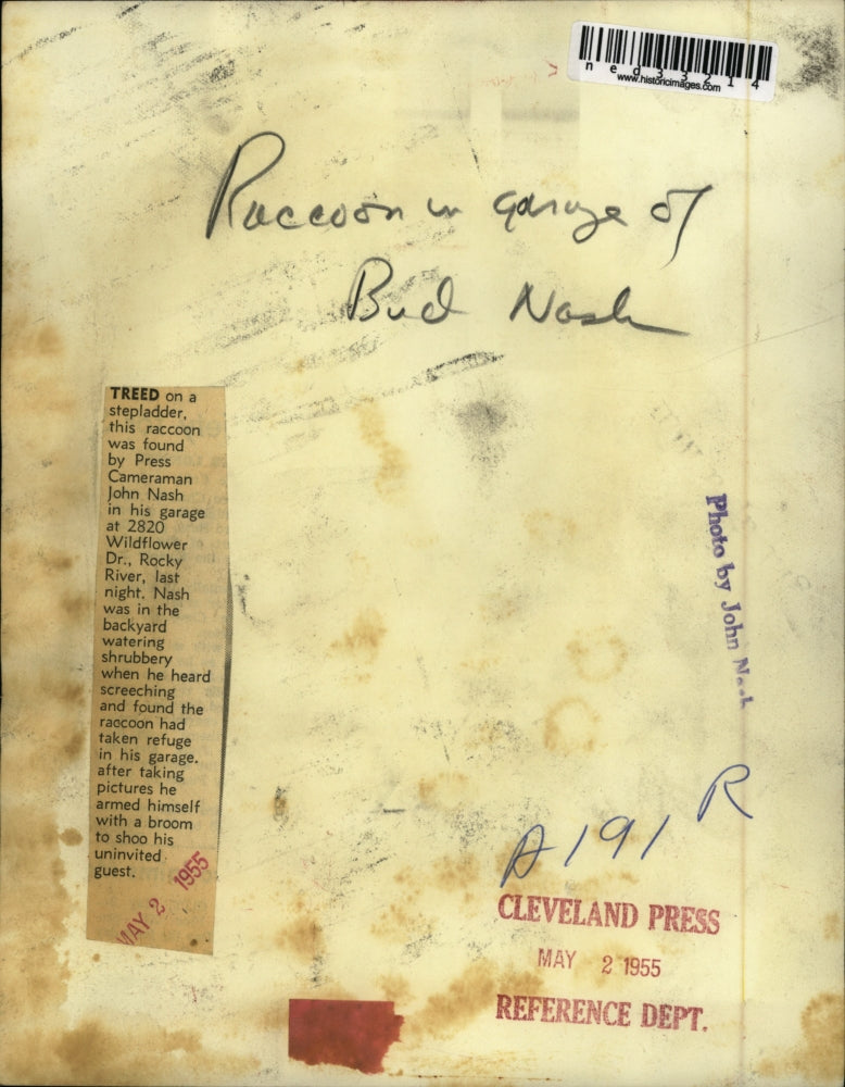 1955 Press Photo Treed on a stepladder this raccoon was found by Press camerama