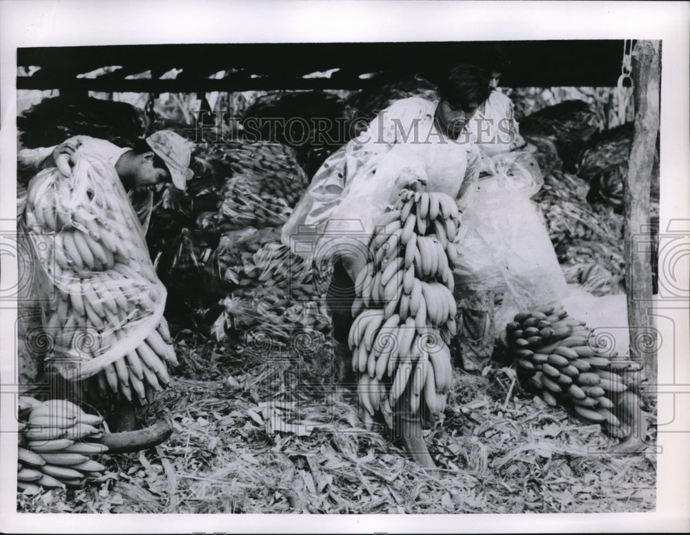 1955 Press Photo Banana harvest is prepared for shipment in receiving sheds