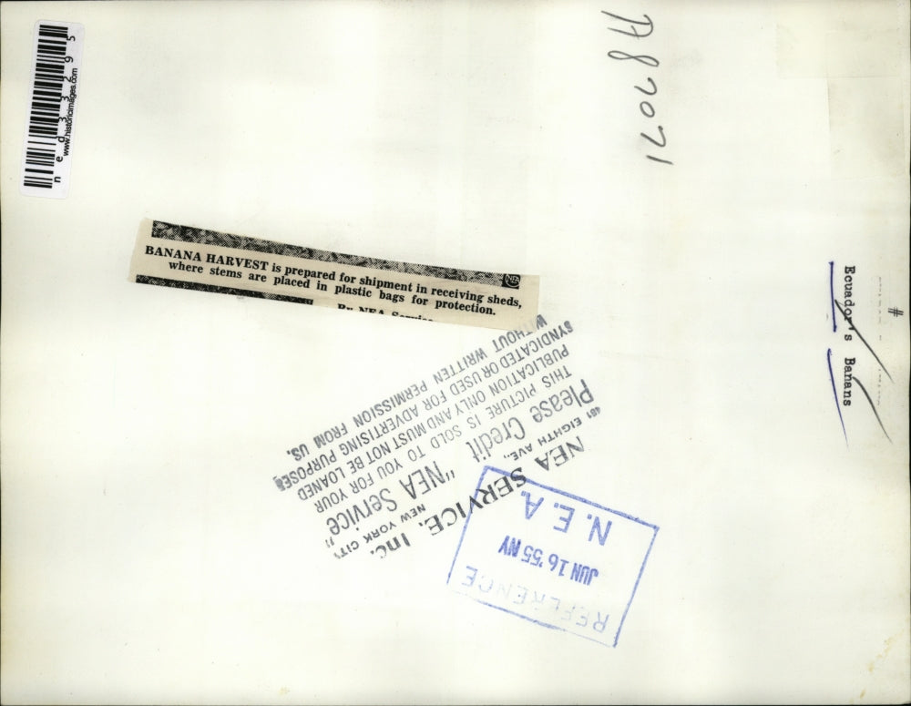 1955 Press Photo Banana harvest is prepared for shipment in receiving sheds