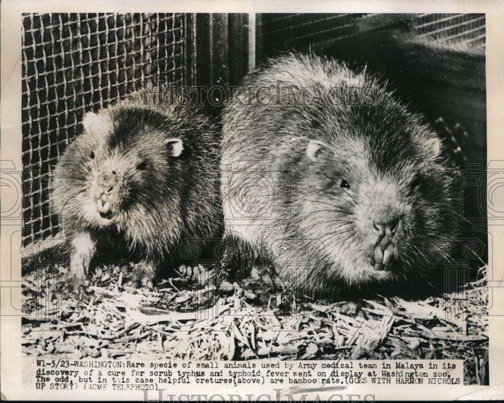 1949 Press Photo Rare specie of small animals used to test illness in zoo