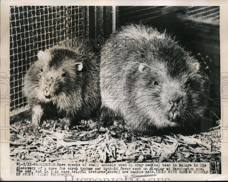 Load image into Gallery viewer, 1949 Press Photo Rare specie of small animals used to test illness in zoo
