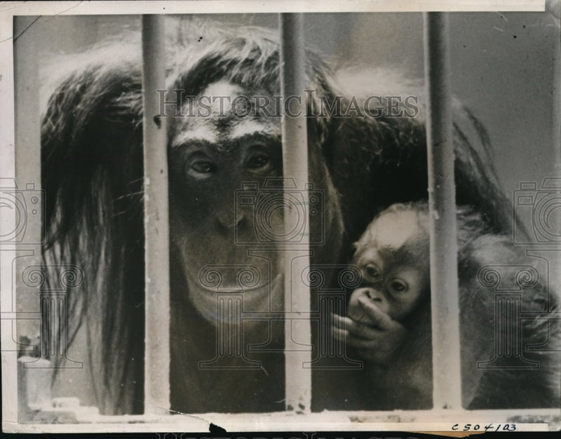 Load image into Gallery viewer, 1939 Press Photo Bimbo and her baby at St. Louis Zoo

