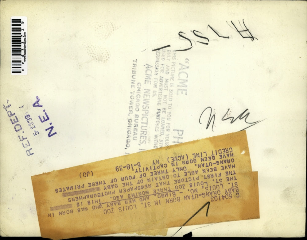 1939 Press Photo Bimbo and her baby at St. Louis Zoo