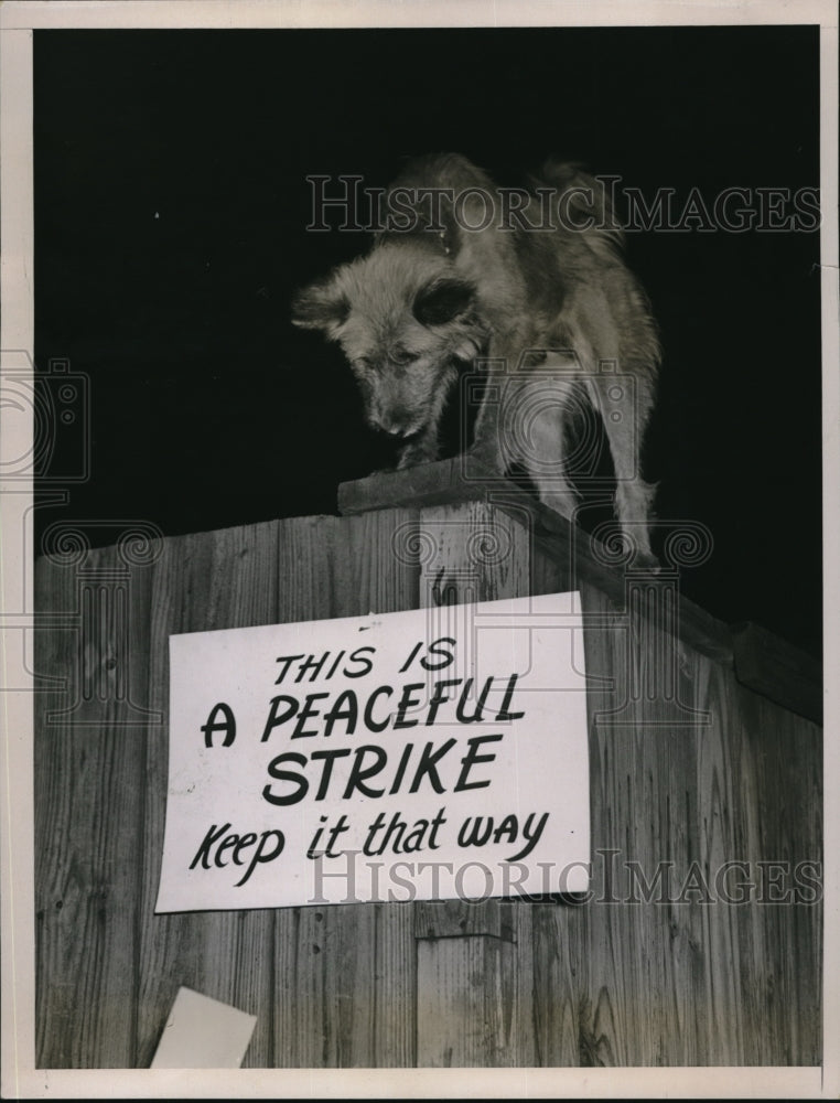 1937 Press Photo Dog, "Peggy", barks to a peaceful conduct sign