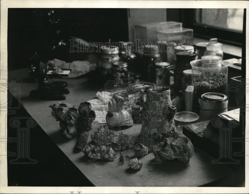 1935 Press Photo Barnacles Belonging To Dr J. Paul Visscher