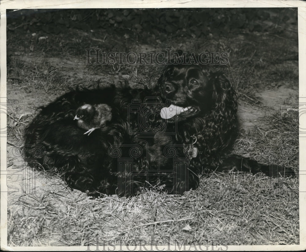 1939 Press Photo Tofsy, cocker spaniel, with chick she adopted