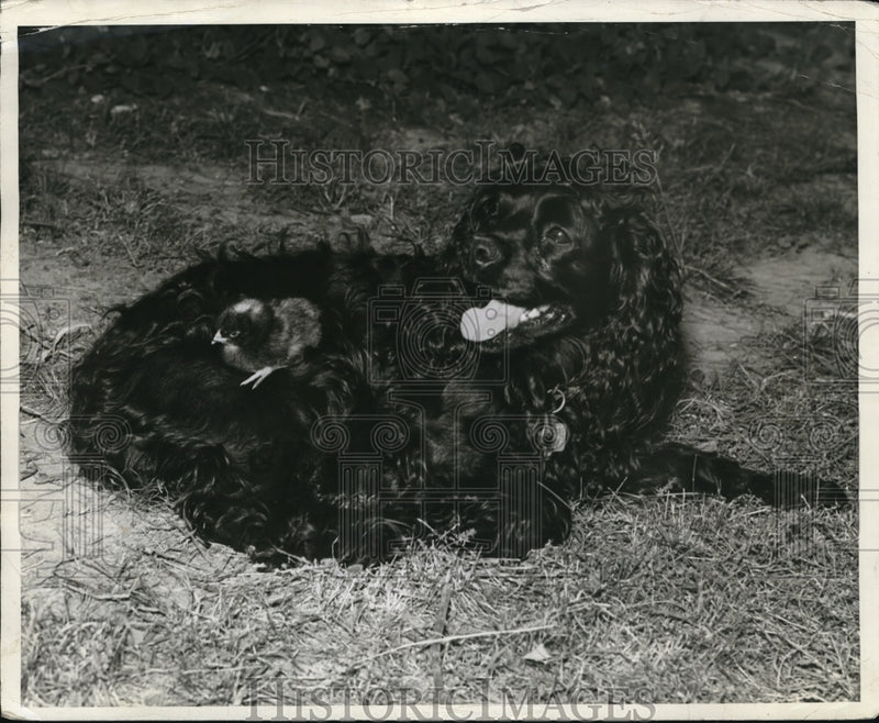 Load image into Gallery viewer, 1939 Press Photo Tofsy, cocker spaniel, with chick she adopted
