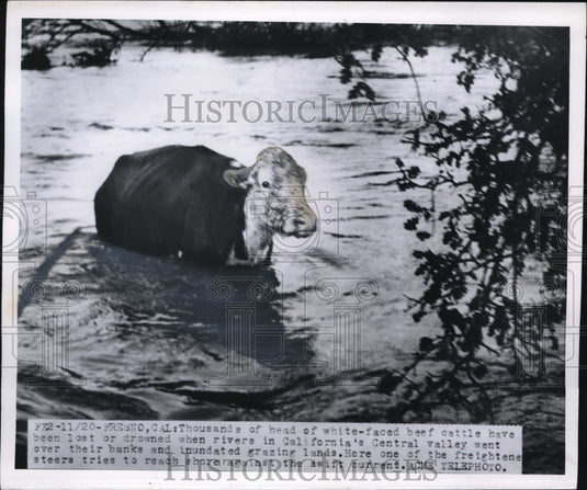 1950 Press Photo White face beef cattle drowned in Calif. Central Valley