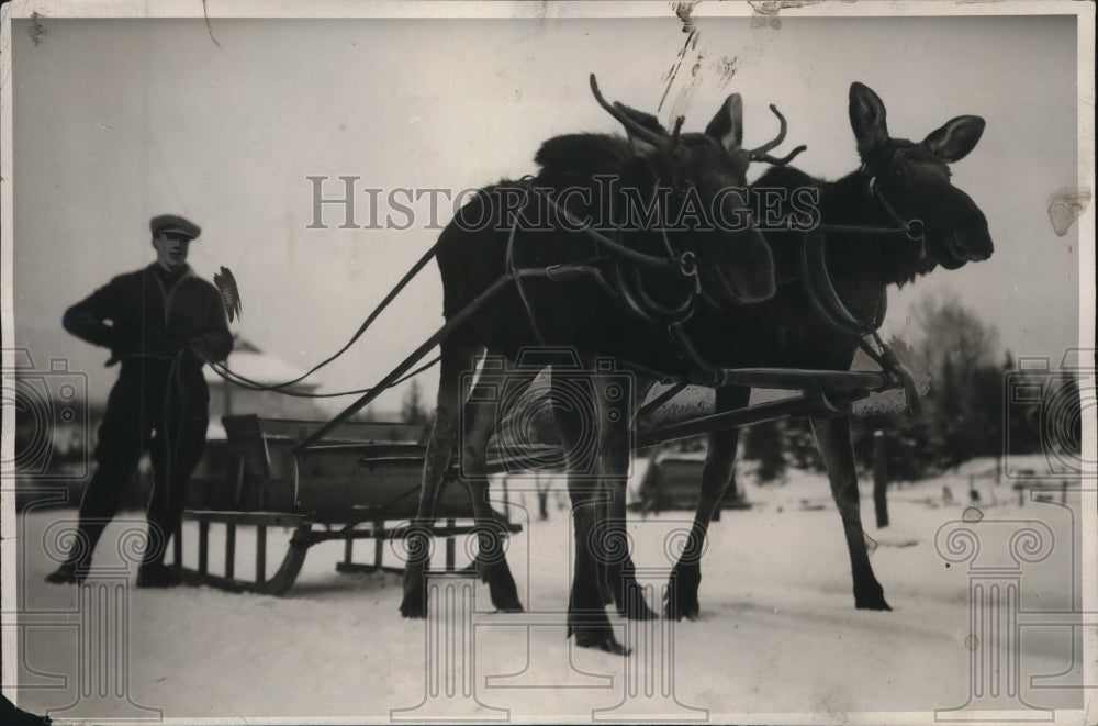 1933 Press Photo Who wants a moose tide here are Jim and Kate 2 year old moose - Historic Images