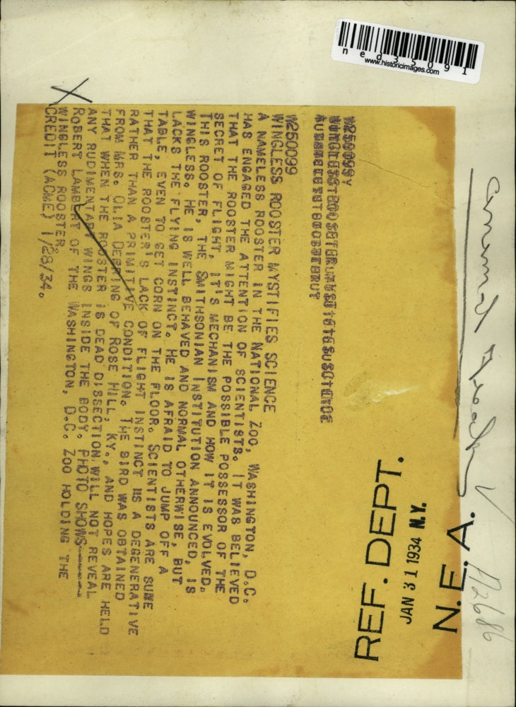 1934 Press Photo Rooster Wingless Science Smithsonian Robert Lambert Washington