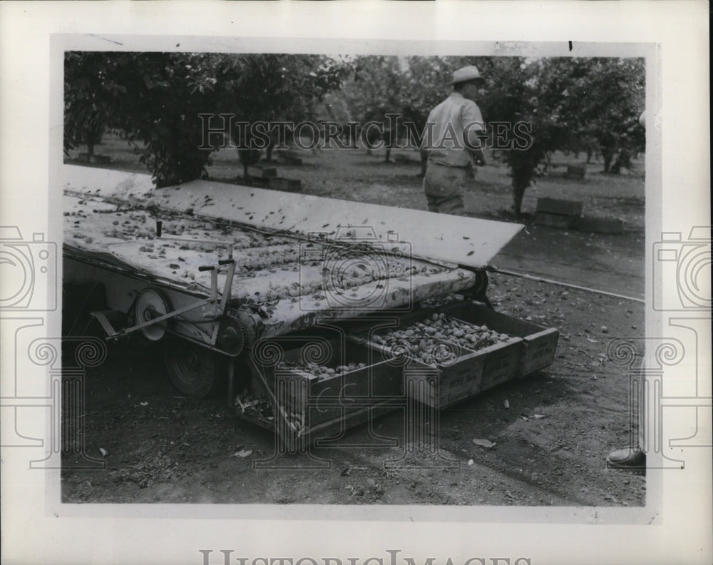1959 Press Photo fruit catcher conveyor developed by USDA engineers makes it