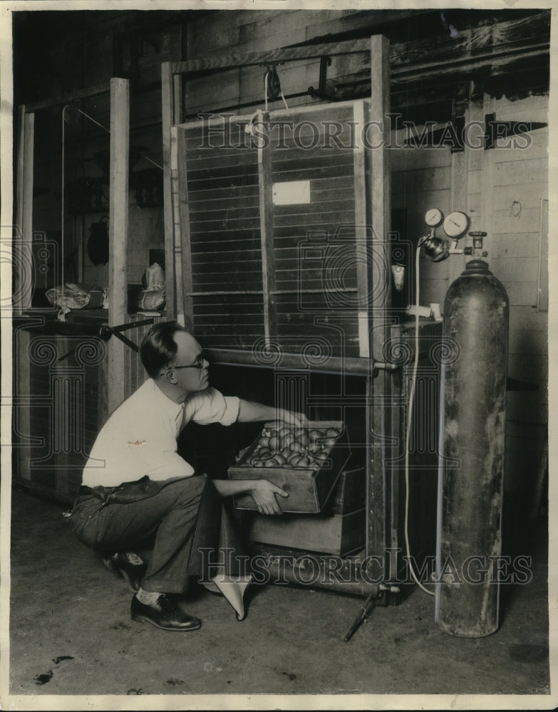 1930 Press Photo D.G. Sorber Jr at work in the fruit gassing laboratory in LA- Historic Images