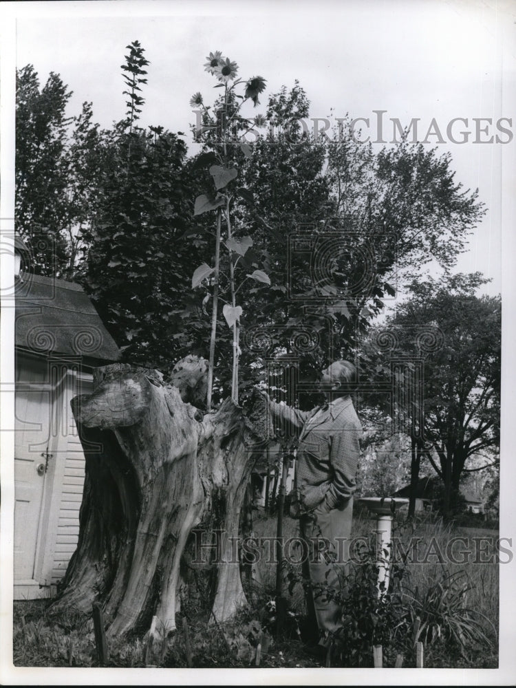 1955 Press Photo Aurey D. Strophaul inspects large growing sunflower