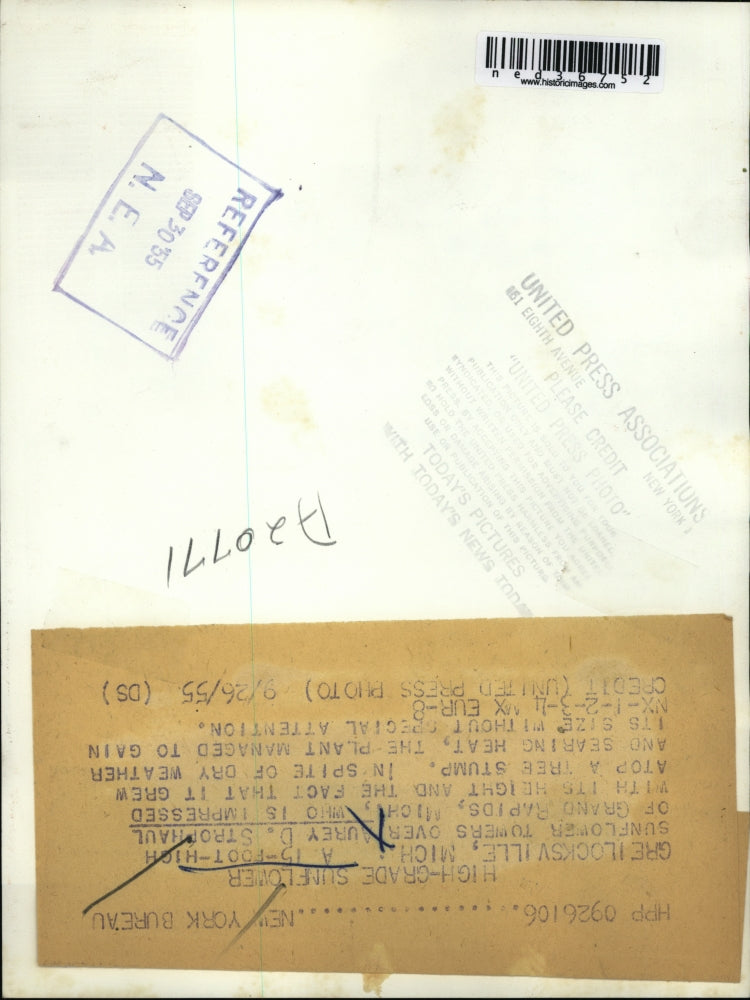 1955 Press Photo Aurey D. Strophaul inspects large growing sunflower