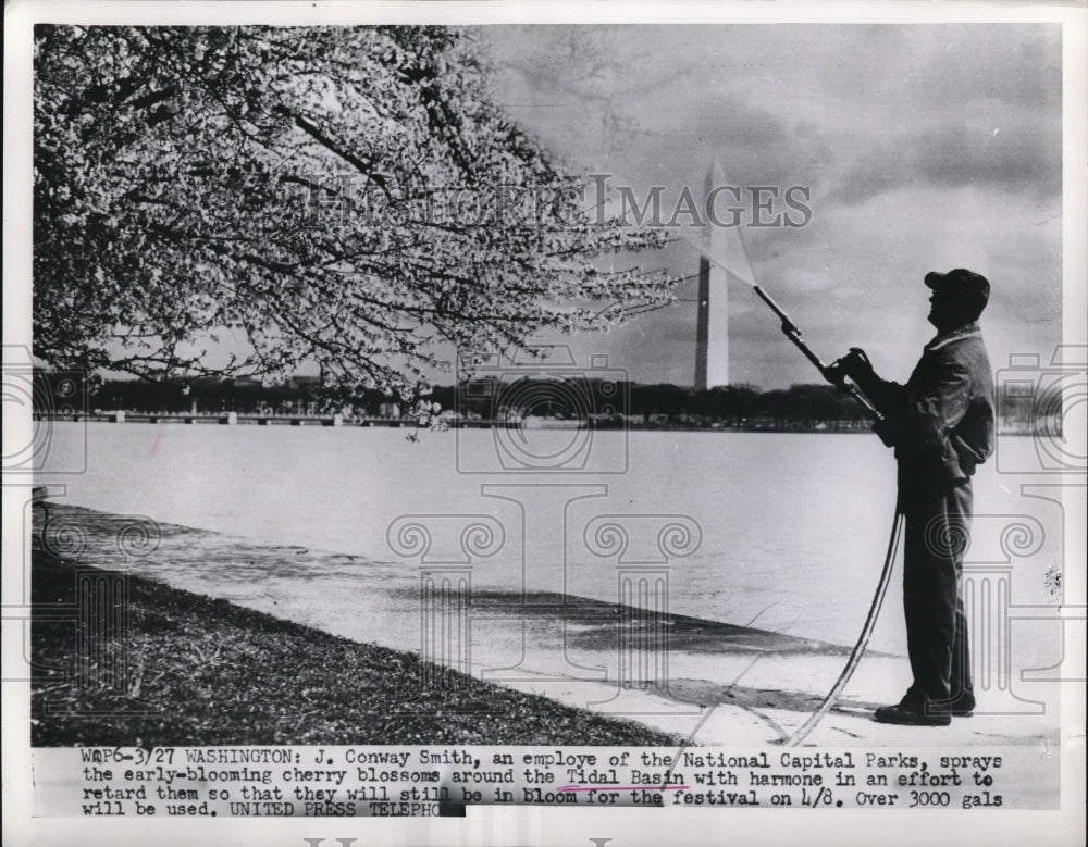 1952 Press Photo J. Conway Smith, an employe of the National Capital Parks