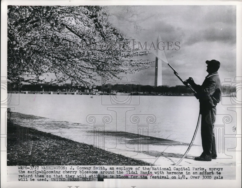 Load image into Gallery viewer, 1952 Press Photo J. Conway Smith, an employe of the National Capital Parks
