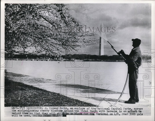 1952 Press Photo J. Conway Smith, an employe of the National Capital Parks