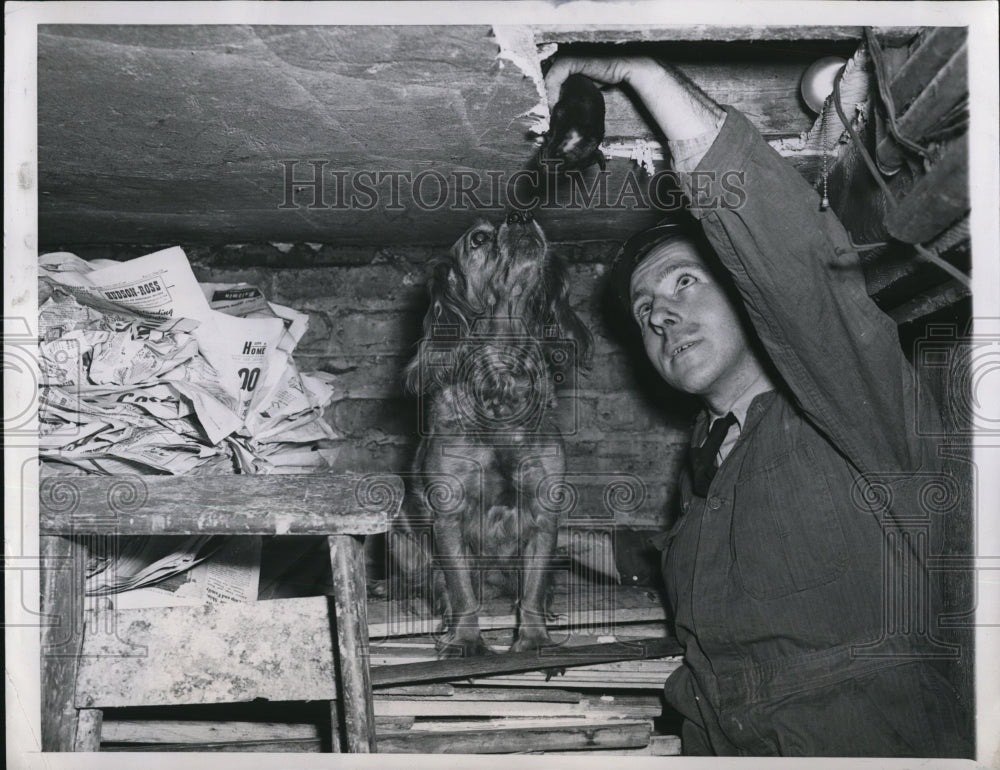 1947 Press Photo Allen Gisch Removes Week Old Puppy Through A Hole In A Basment