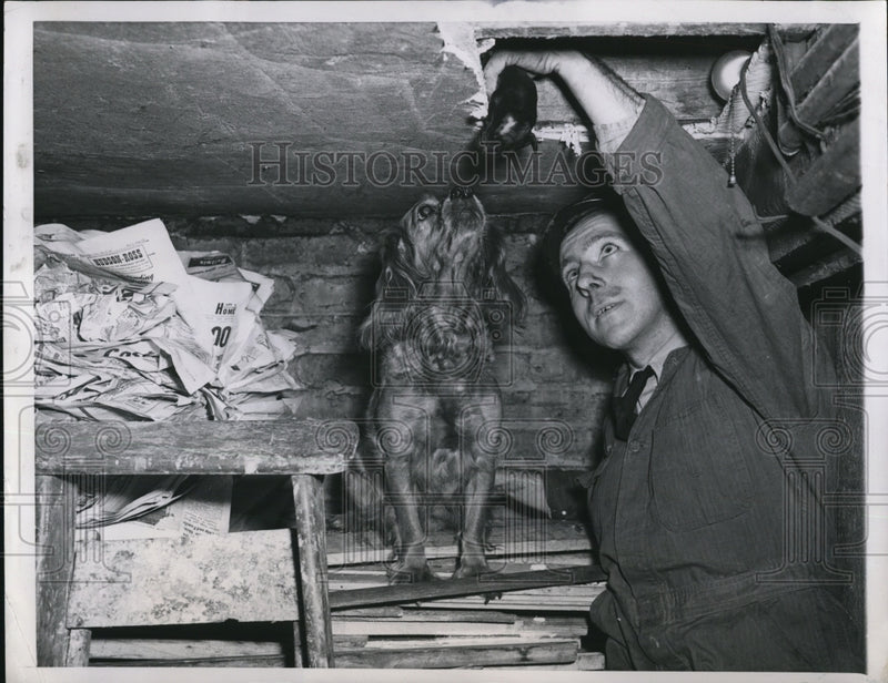 Load image into Gallery viewer, 1947 Press Photo Allen Gisch Removes Week Old Puppy Through A Hole In A Basment
