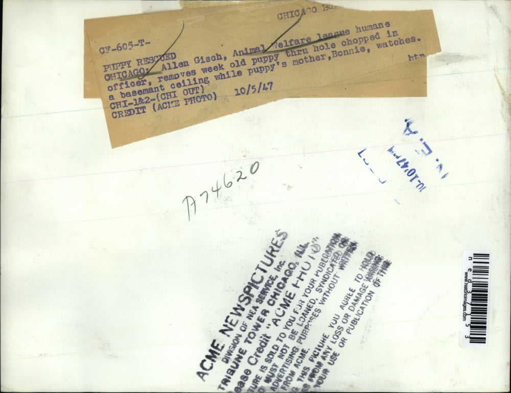 1947 Press Photo Allen Gisch Removes Week Old Puppy Through A Hole In A Basment