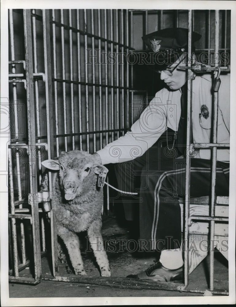 Load image into Gallery viewer, 1953 Press Photo Charles Sandridge with sheep prisoner, Wheeling W VA
