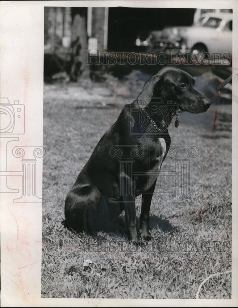 1954 Press Photo Koko "Shepperd Dog"