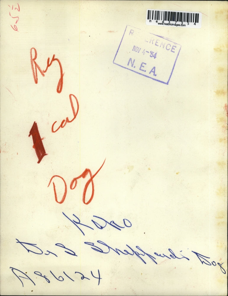 1954 Press Photo Koko "Shepperd Dog"