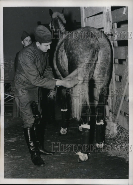 1937 Press Photo Private Edward Schuurman brushes the tail of "Silver Star"