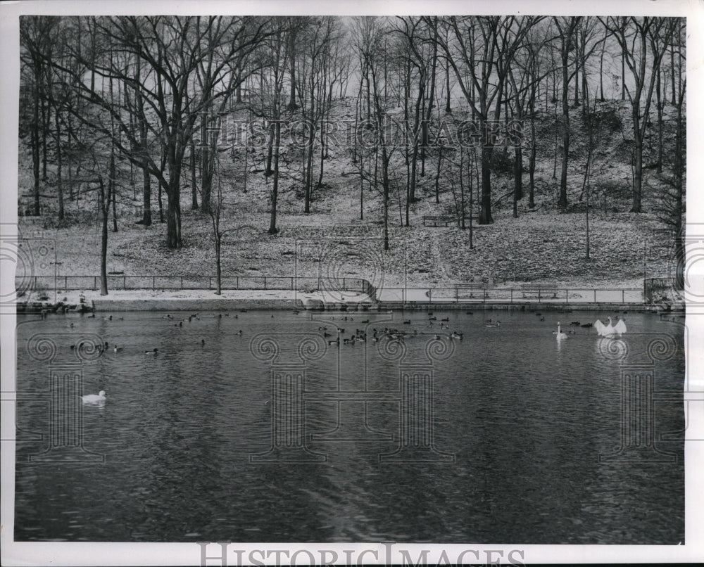 1954 Press Photo South-bound Ducks at the Cleveland Zoo