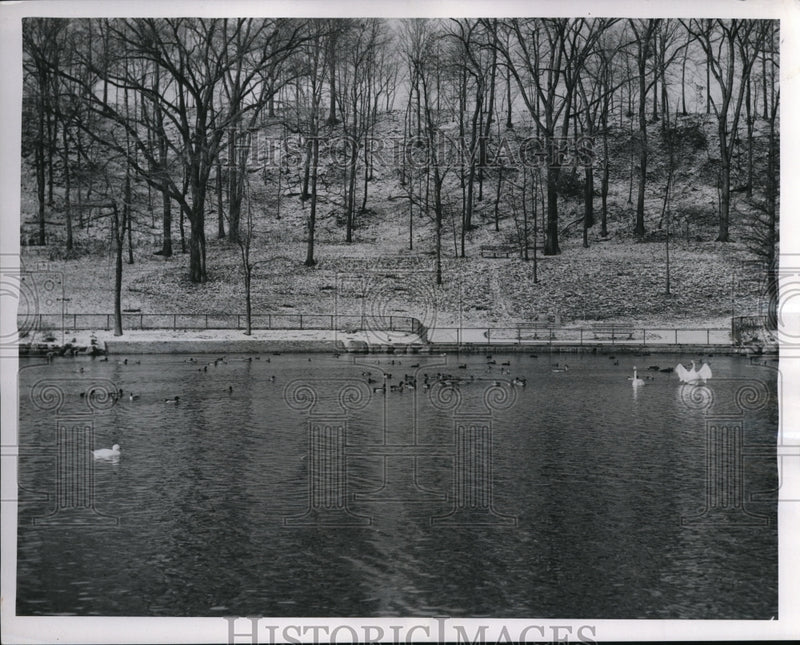 Load image into Gallery viewer, 1954 Press Photo South-bound Ducks at the Cleveland Zoo
