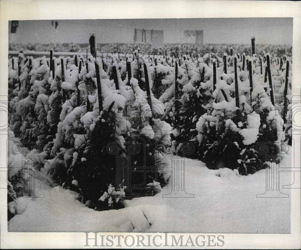 1963 Press Photo Riviera Snowscape, carnations blanketed with snow