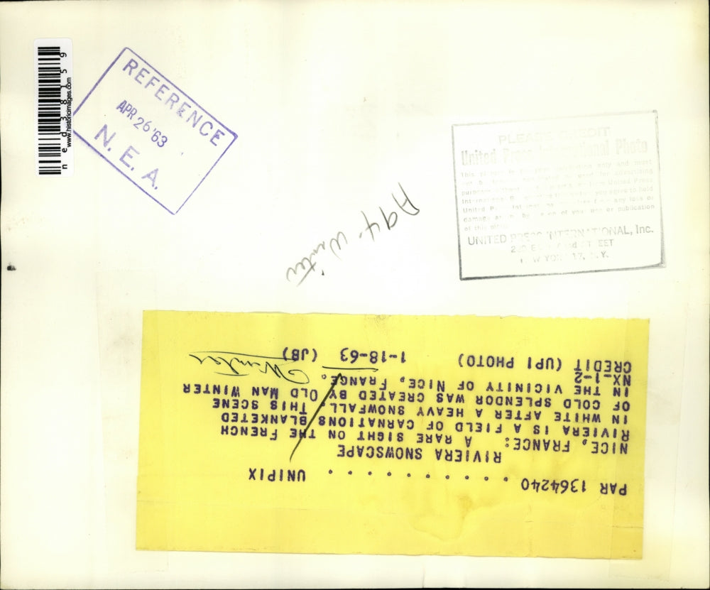 1963 Press Photo Riviera Snowscape, carnations blanketed with snow