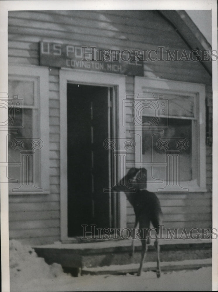 Load image into Gallery viewer, 1939 Press Photo Covington MI-A young buck saunters up to the post office
