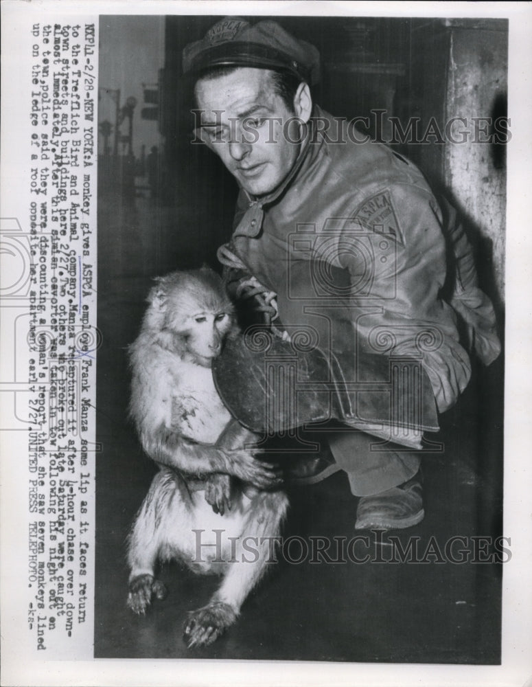 1955 Press Photo ASPCA employs Frank Manza to the Trafflich