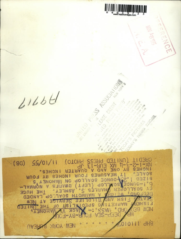 1955 Press Photo Jack V Mahoney Weighs 6.1 Ounce Scallop Next To Normal Size One