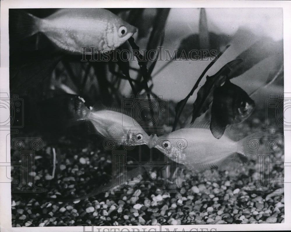 1952 Press Photo Kissing Gourami fish- Historic Images