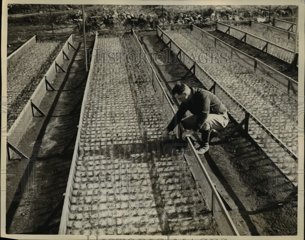 1938 Press Photo A view of the Institute of Forest Genetic with Richard G. Elam