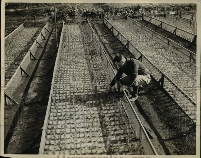 Load image into Gallery viewer, 1938 Press Photo A view of the Institute of Forest Genetic with Richard G. Elam

