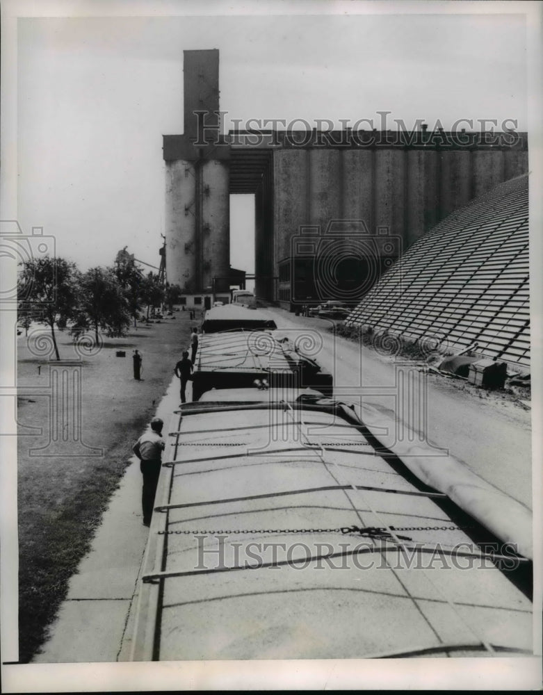 1956 Press Photo Trucks Loaded with Wheat Waiting for Unloading